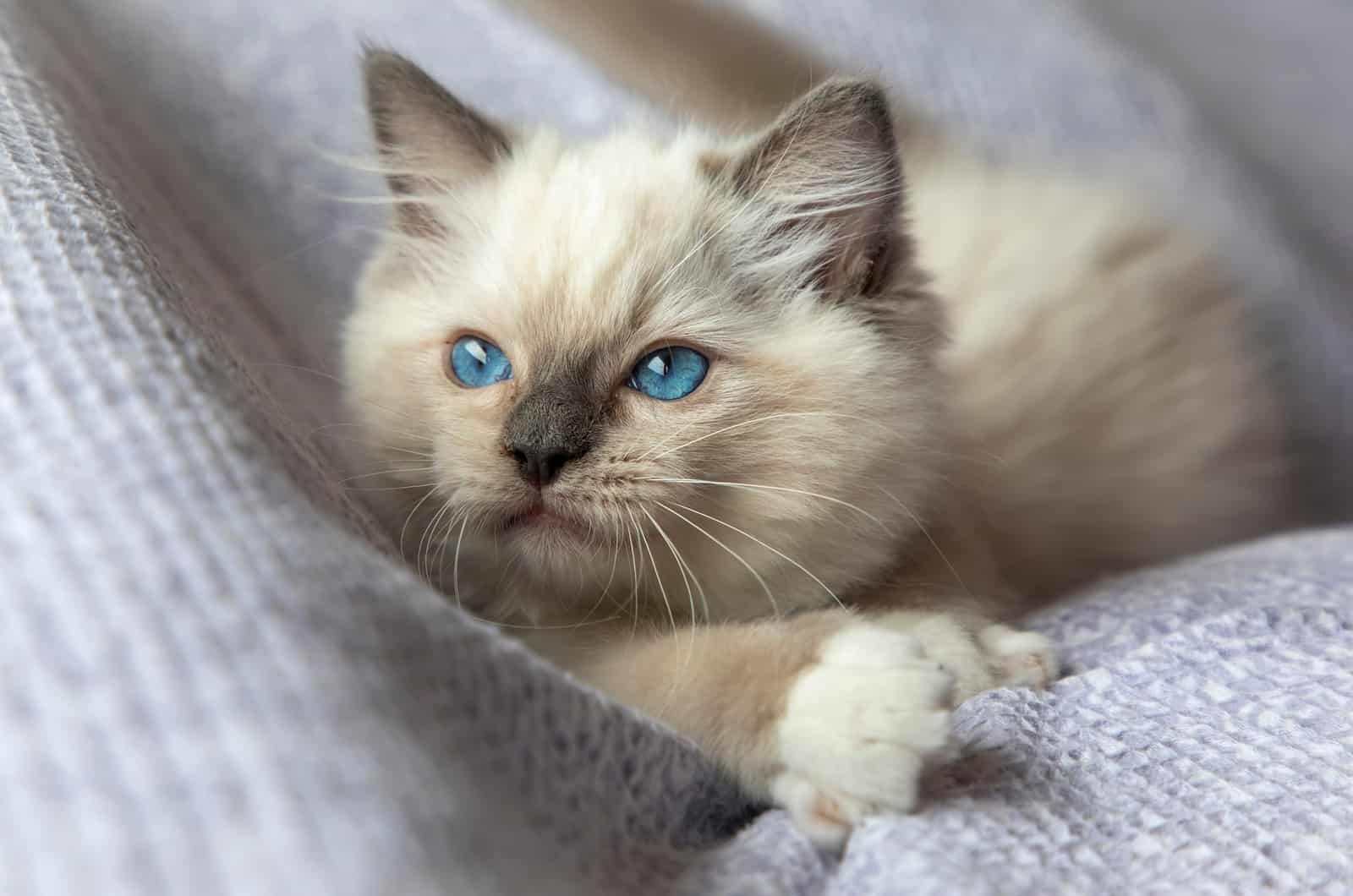 Ragdoll Kitten is lying down and resting