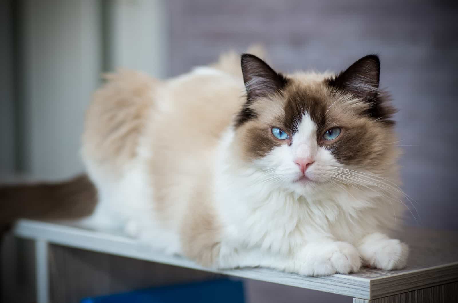 Ragdoll Kitten is lying on the shelf and resting