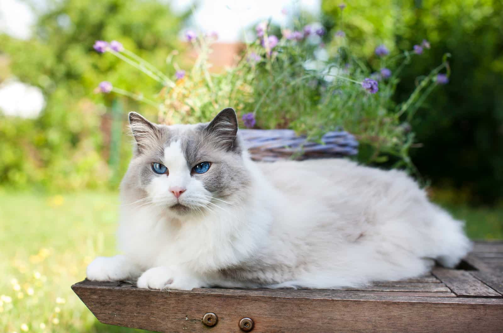 Ragdoll Kitten lies in the garden
