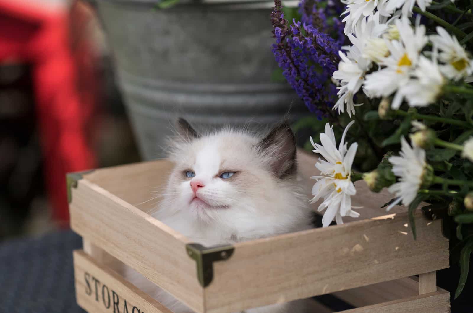 Ragdoll Kitten peeking out of crates