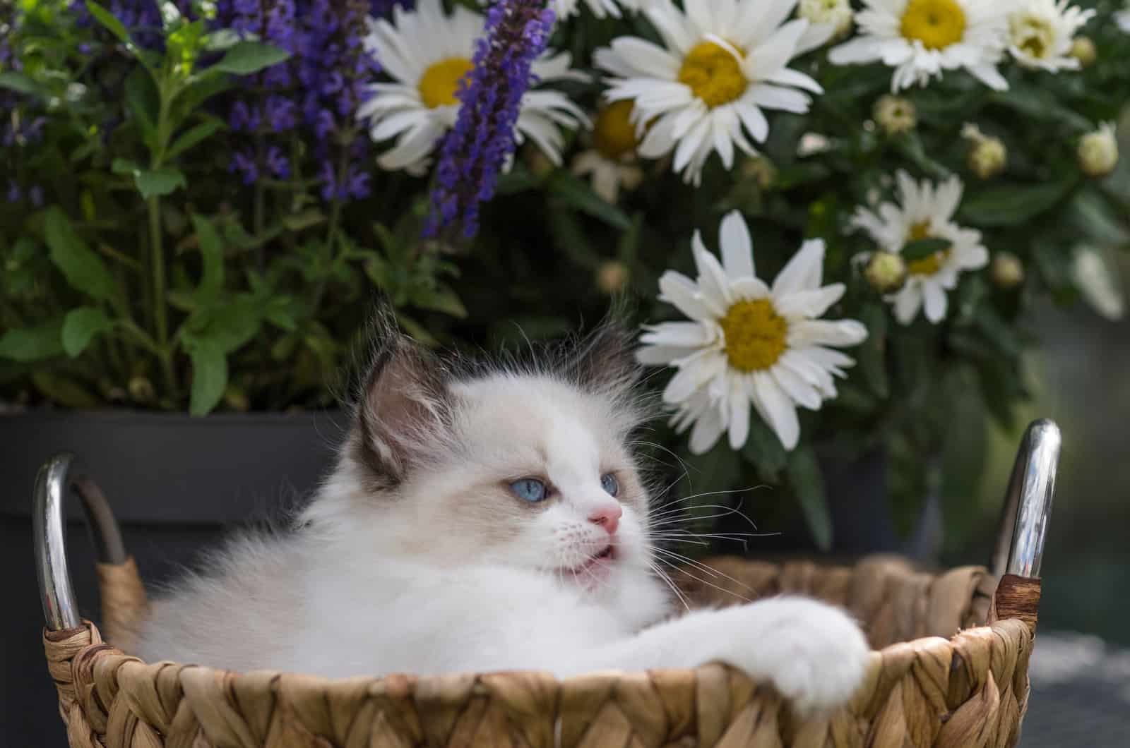 Ragdoll Kitten peeking out of the basket