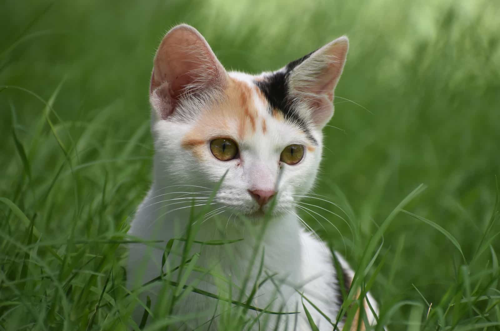 Ragdoll Kitten sitting in green grass