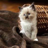 Ragdoll Kitten is standing on a brown blanket