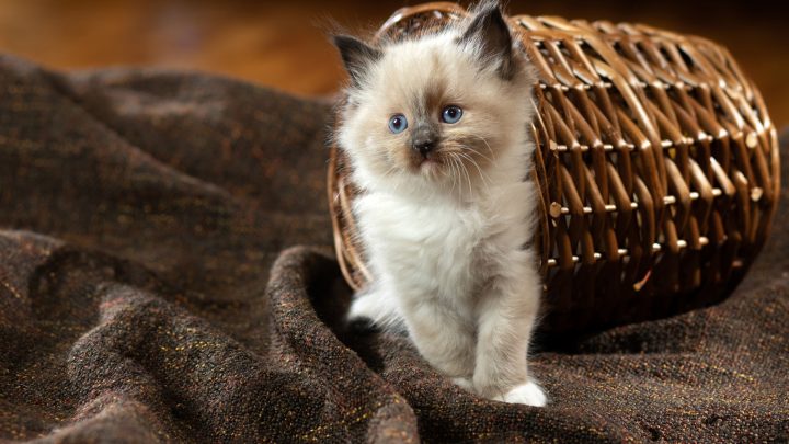 Ragdoll Kittens For Sale In Washington: Top 14 Ragdoll Breeders