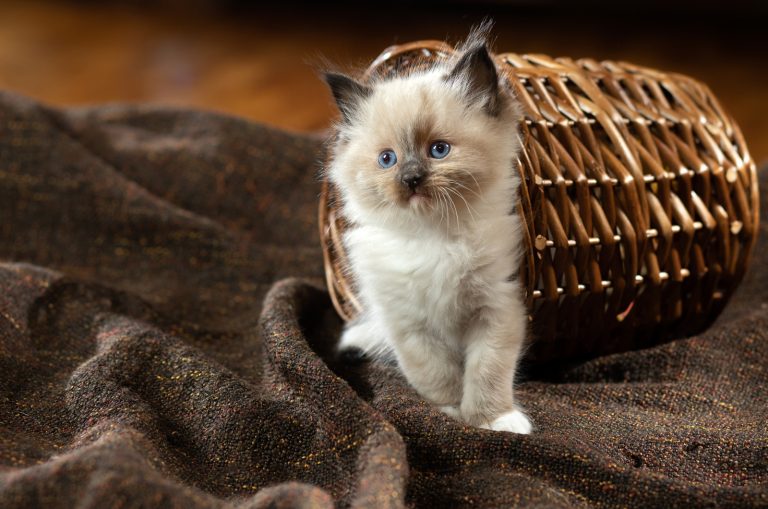 Ragdoll Kitten is standing on a brown blanket