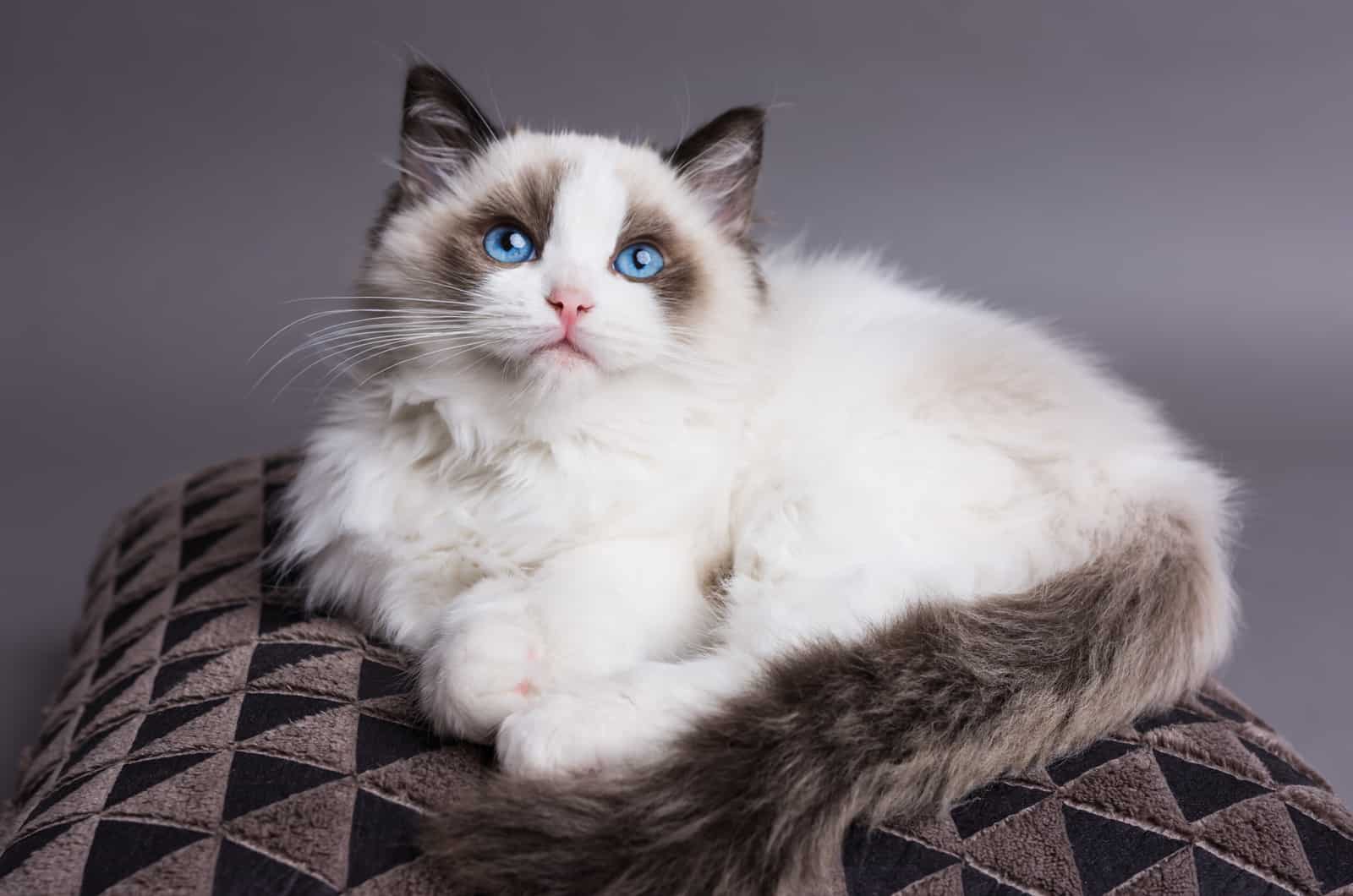 Ragdoll cat is lying down and looking at the camera