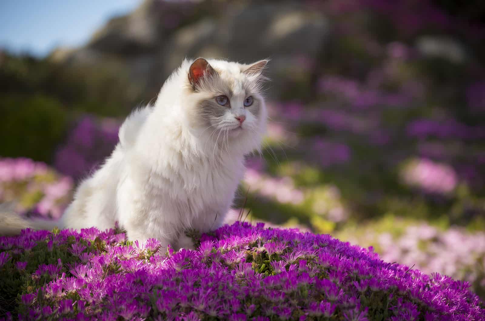 Ragdoll cat sits in the park on flowers