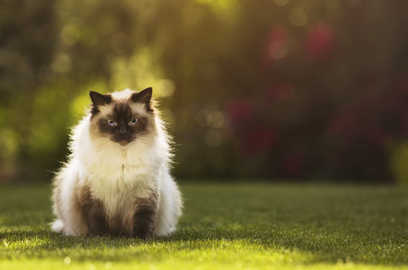 Ragdoll cat sitting in green grass