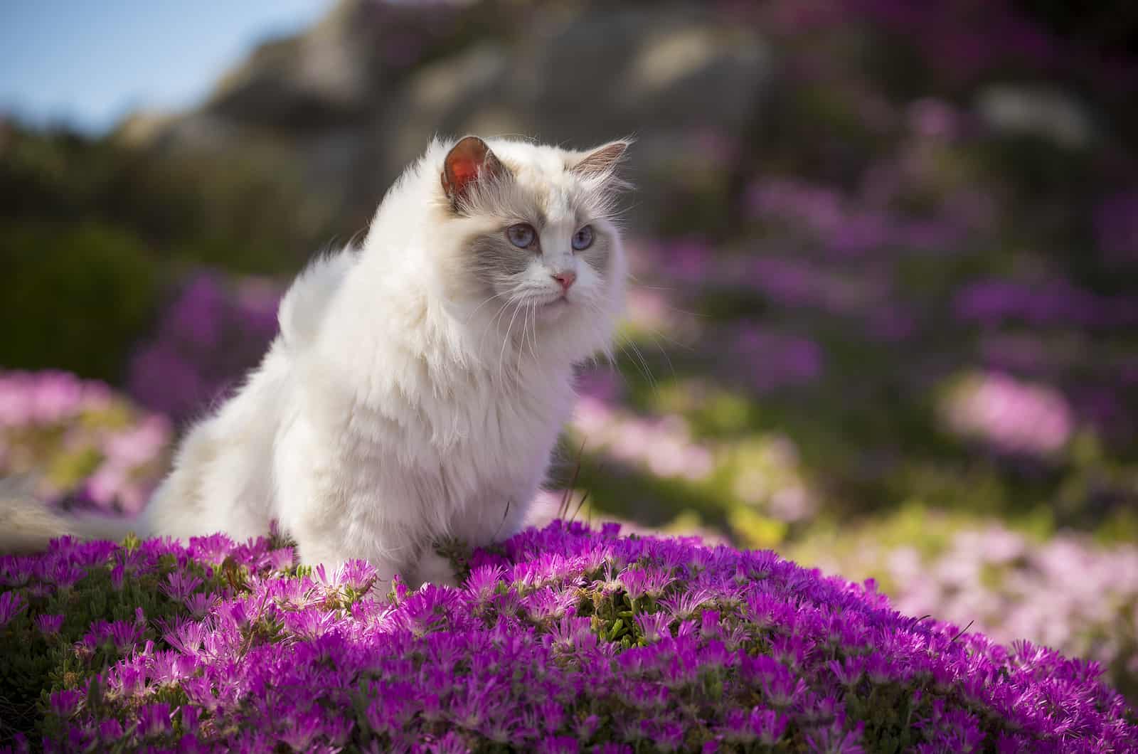 Ragdoll sitting on pink flowers