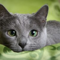 russian blue with green eyes