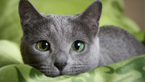 Russian Blue Cat Price Guide - Useful Things You Should Know