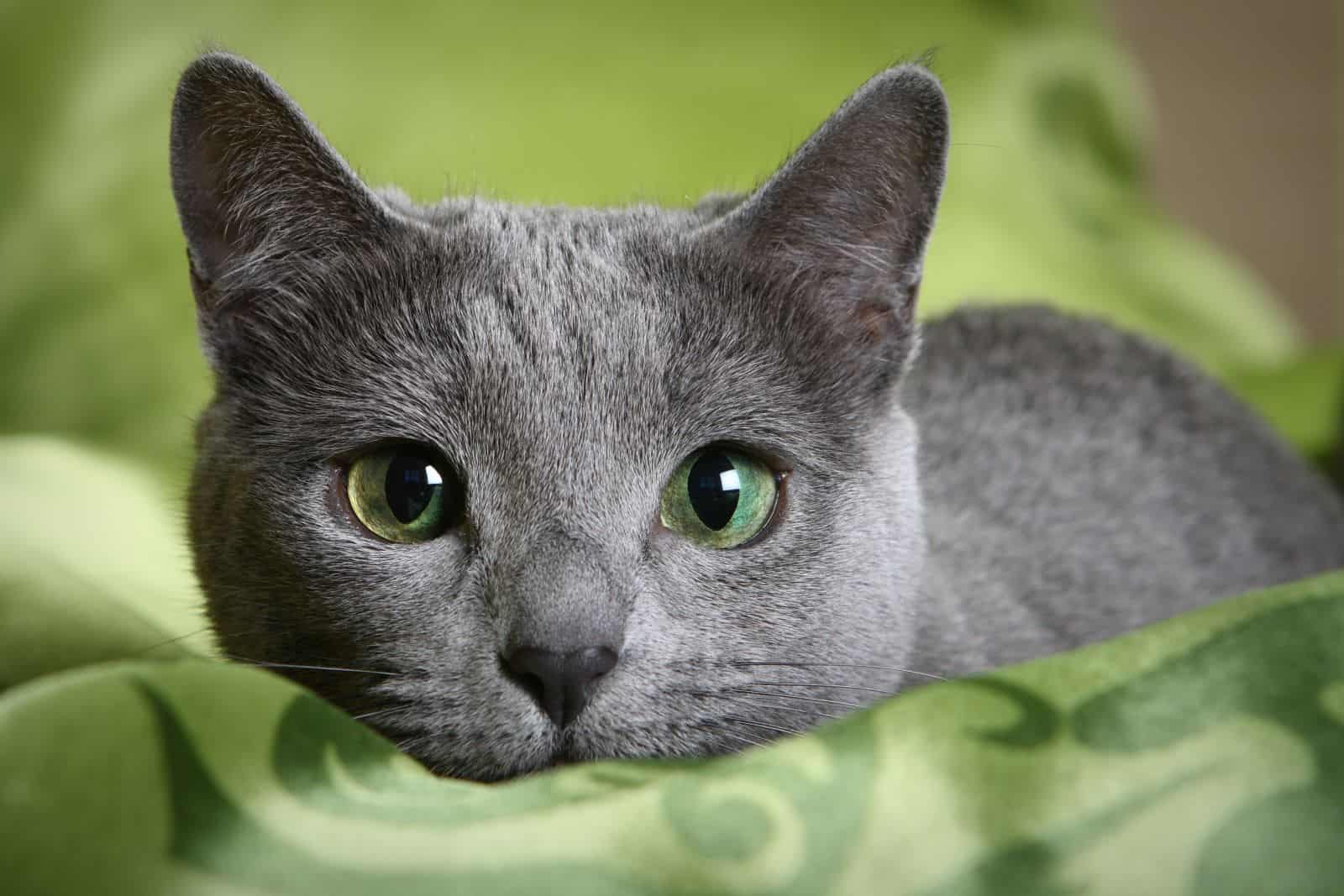 Russian Blue Cat Price Guide - Useful Things You Should Know