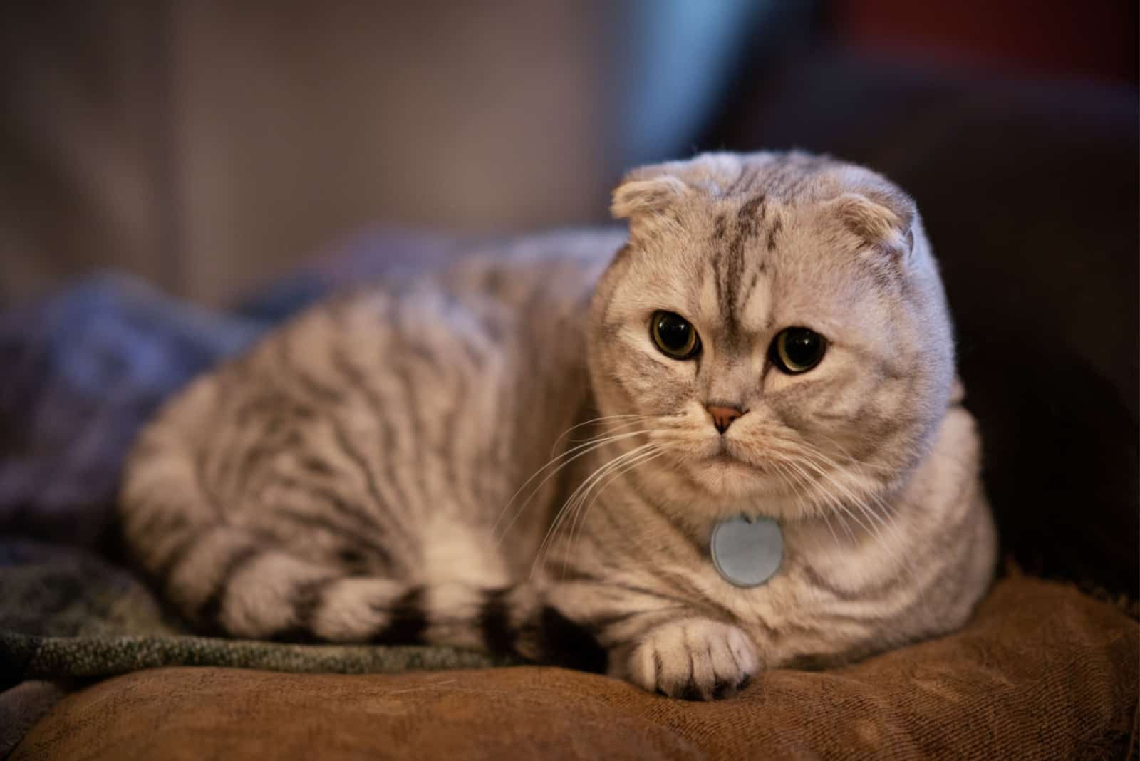 Scottish Fold Munchkin cat lies down