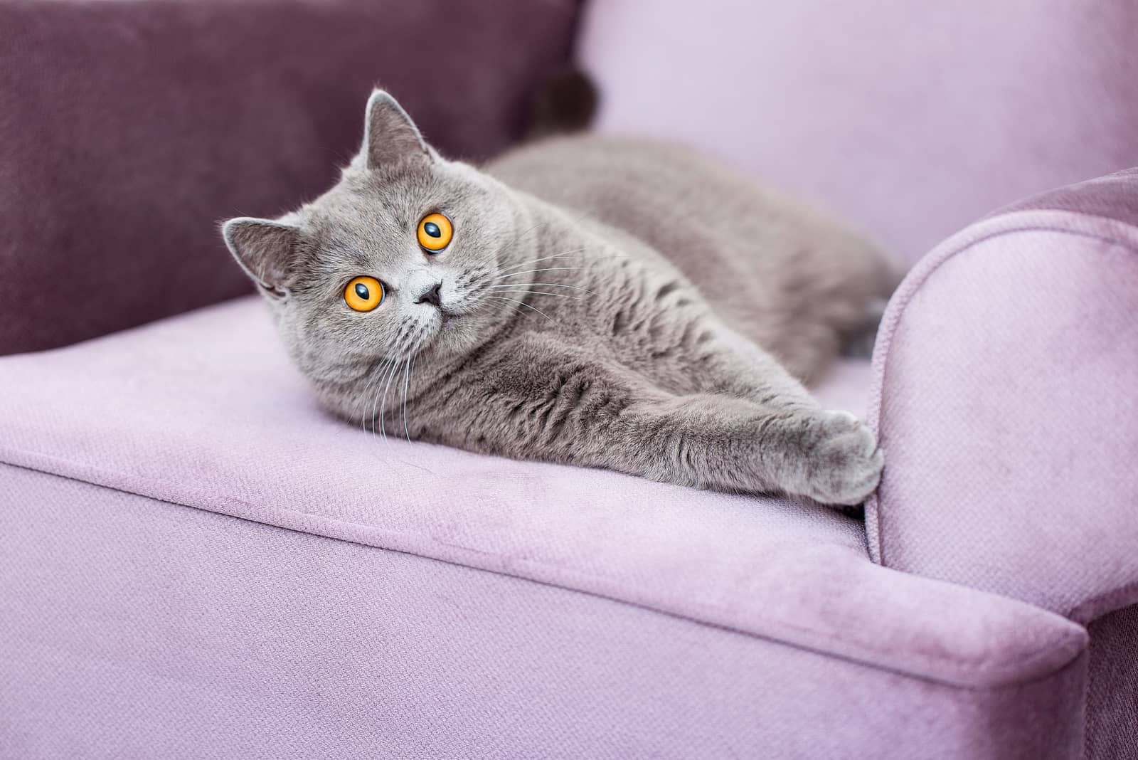 Scottish Shorthair cat lying on the purple couch