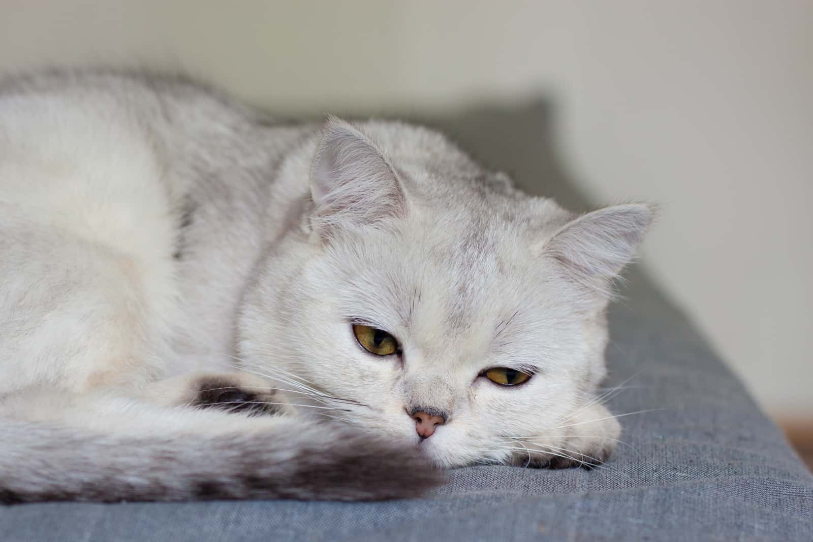 Scottish cat is lying on the sofa