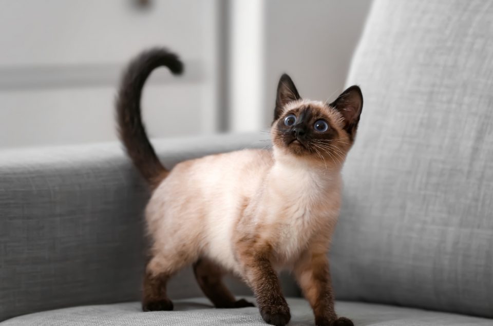 Siamese Kitten Is Standing On The Couch 960x636 