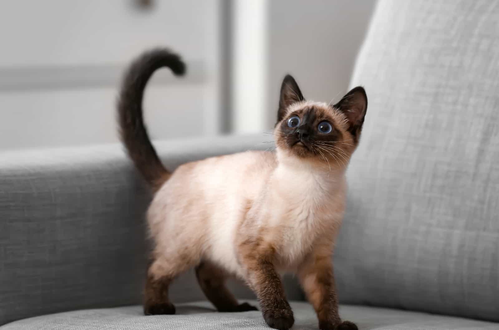 Siamese Kitten is standing on the couch