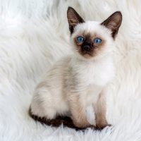 Siamese kitten sits and rests