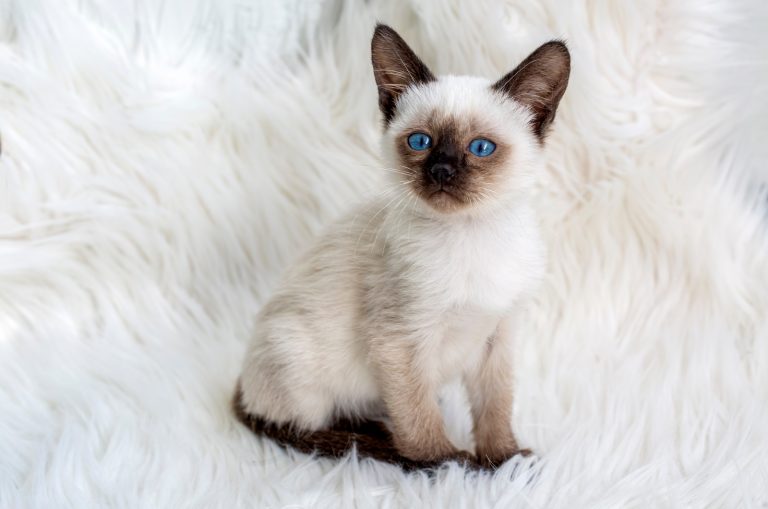 Siamese kitten sits and rests