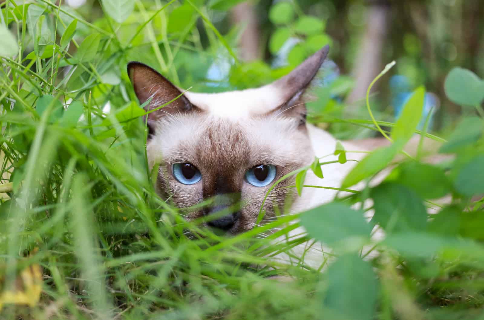 Siamese cat are playing in the garden