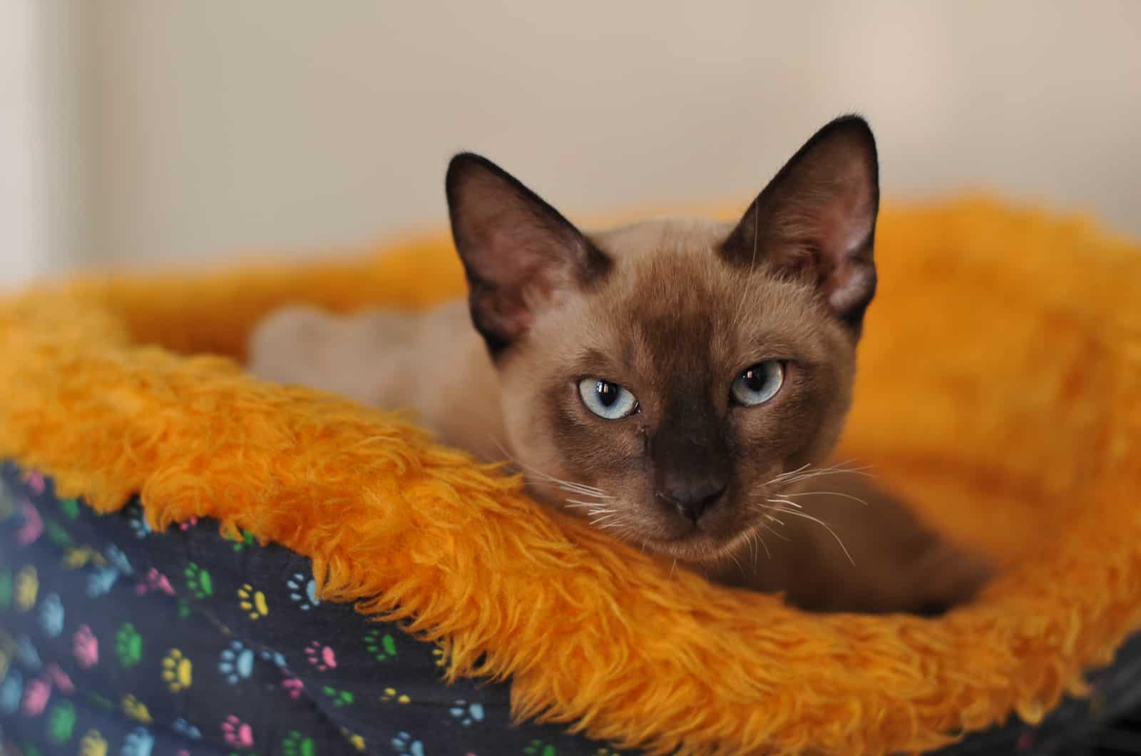 Siamese cat lying on his pillow