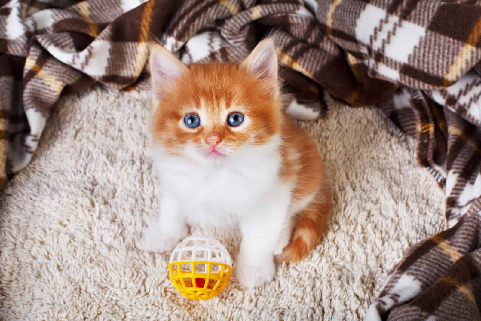 Small cat with toy ball