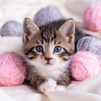 a beautiful kitty is lying in a bed with balls of wool