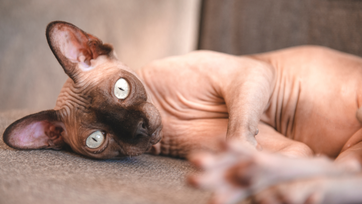 Where To Find Sphynx Cats For Sale In Oregon?