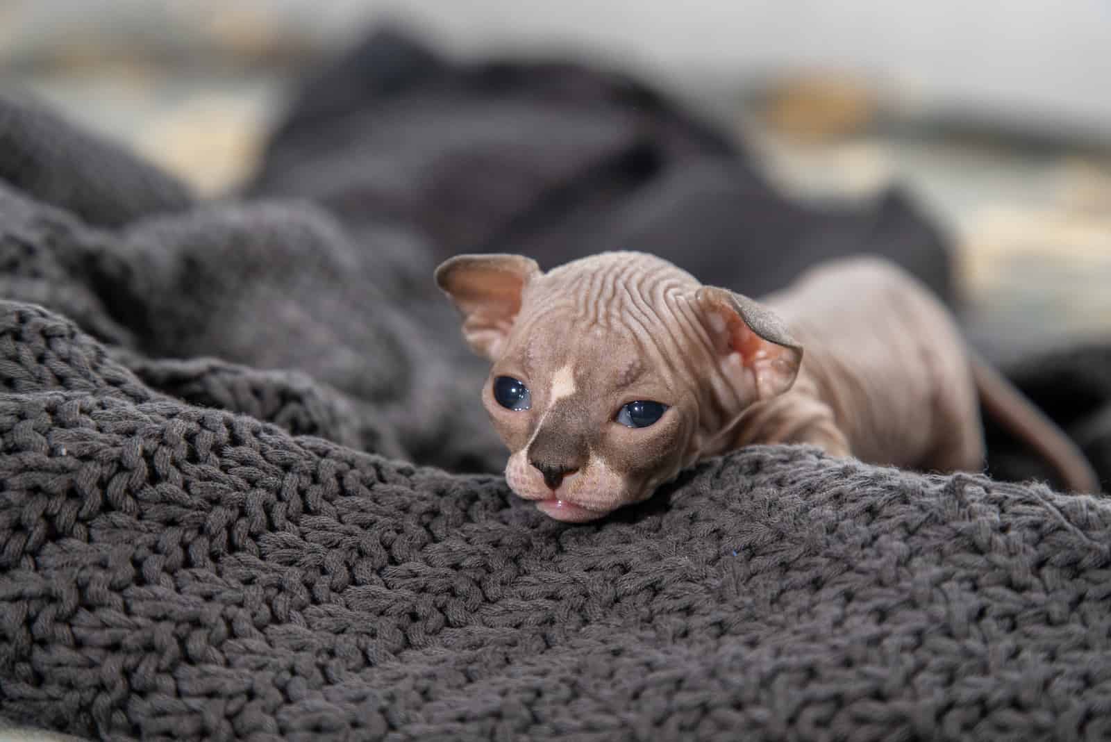 Sphynx Kitten lies on a gray blanket
