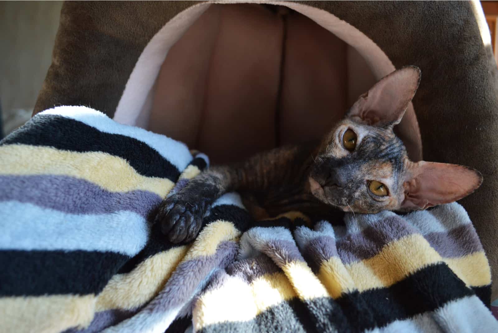 Sphynx Kitten resting in cat bed