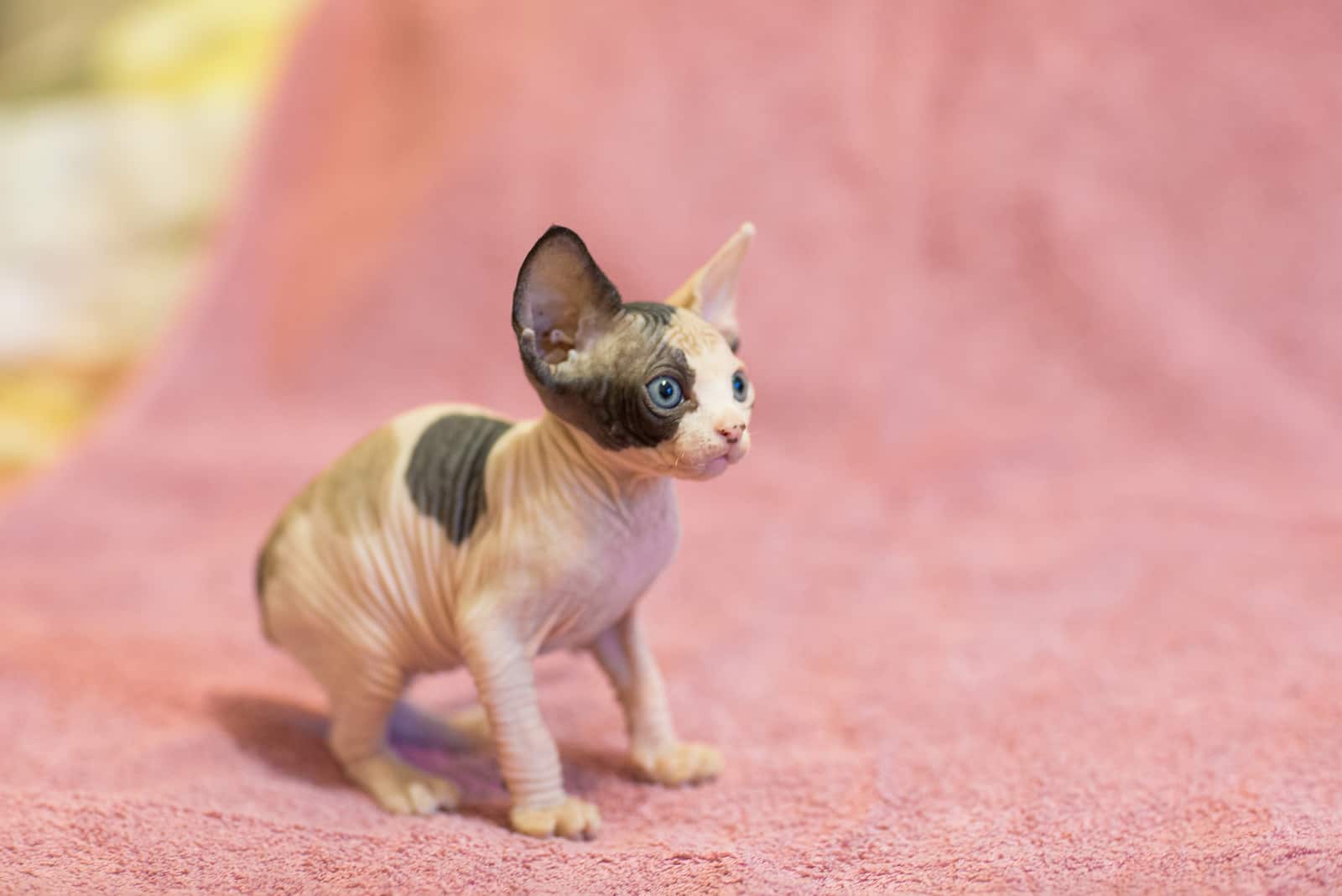 Sphynx Kitten sits on a pink background