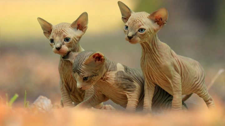 Sphynx Kittens For Sale In Pennsylvania – Breeders List