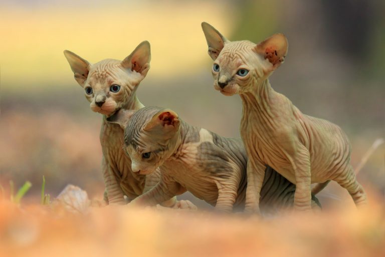 three beautiful Sphynx Kittens