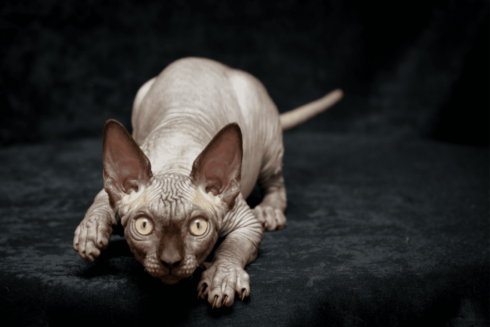 Sphynx cat is lying on the sofa