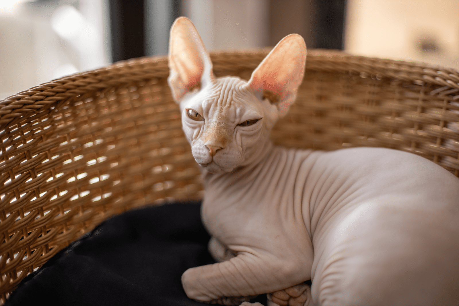 Sphynx cat resting in wooden basket
