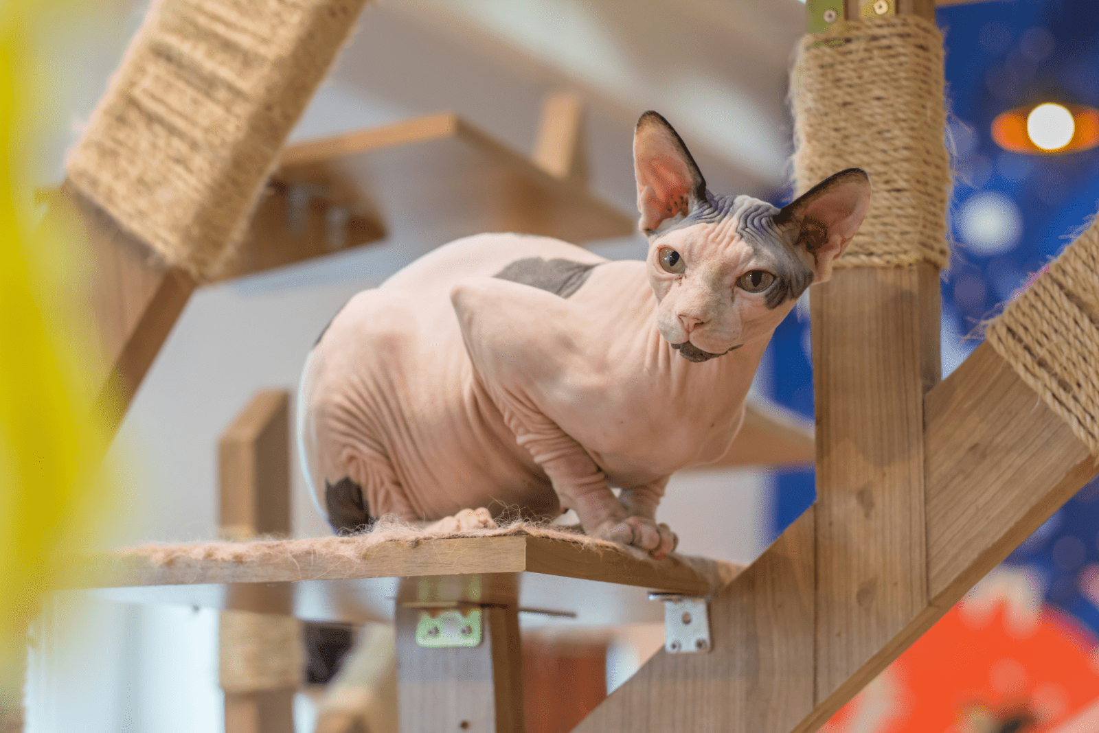 Sphynx cat sitting on a cat tree