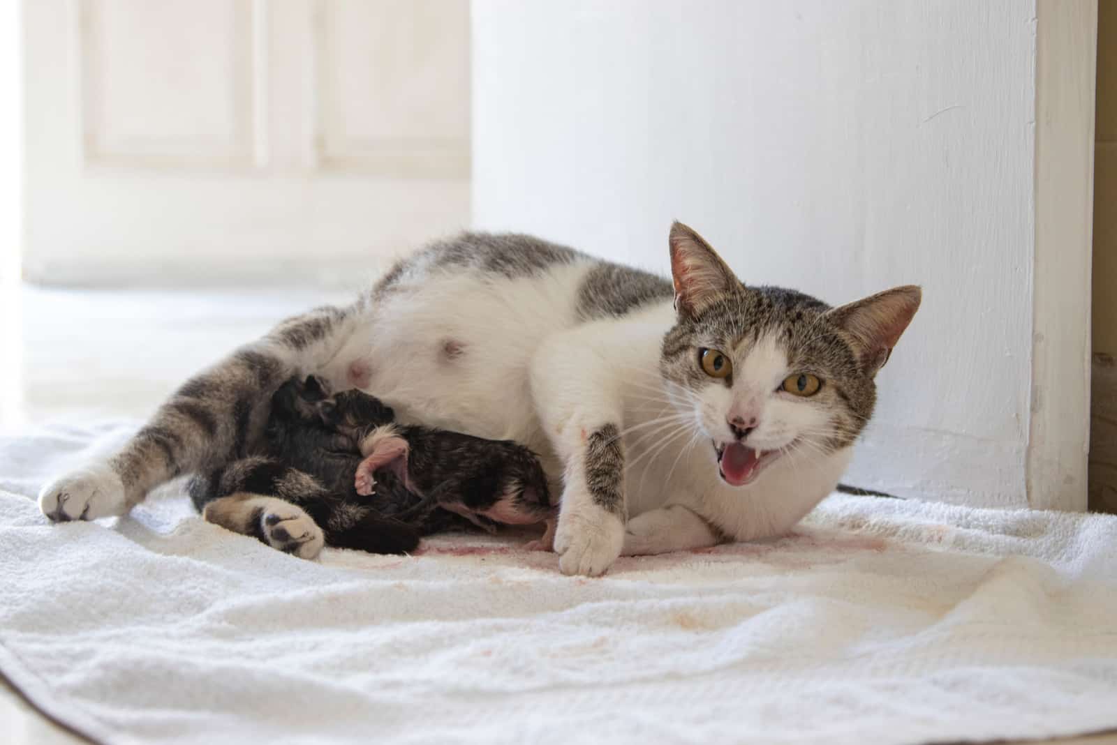 Tabby and white cat in labour while her first newborn