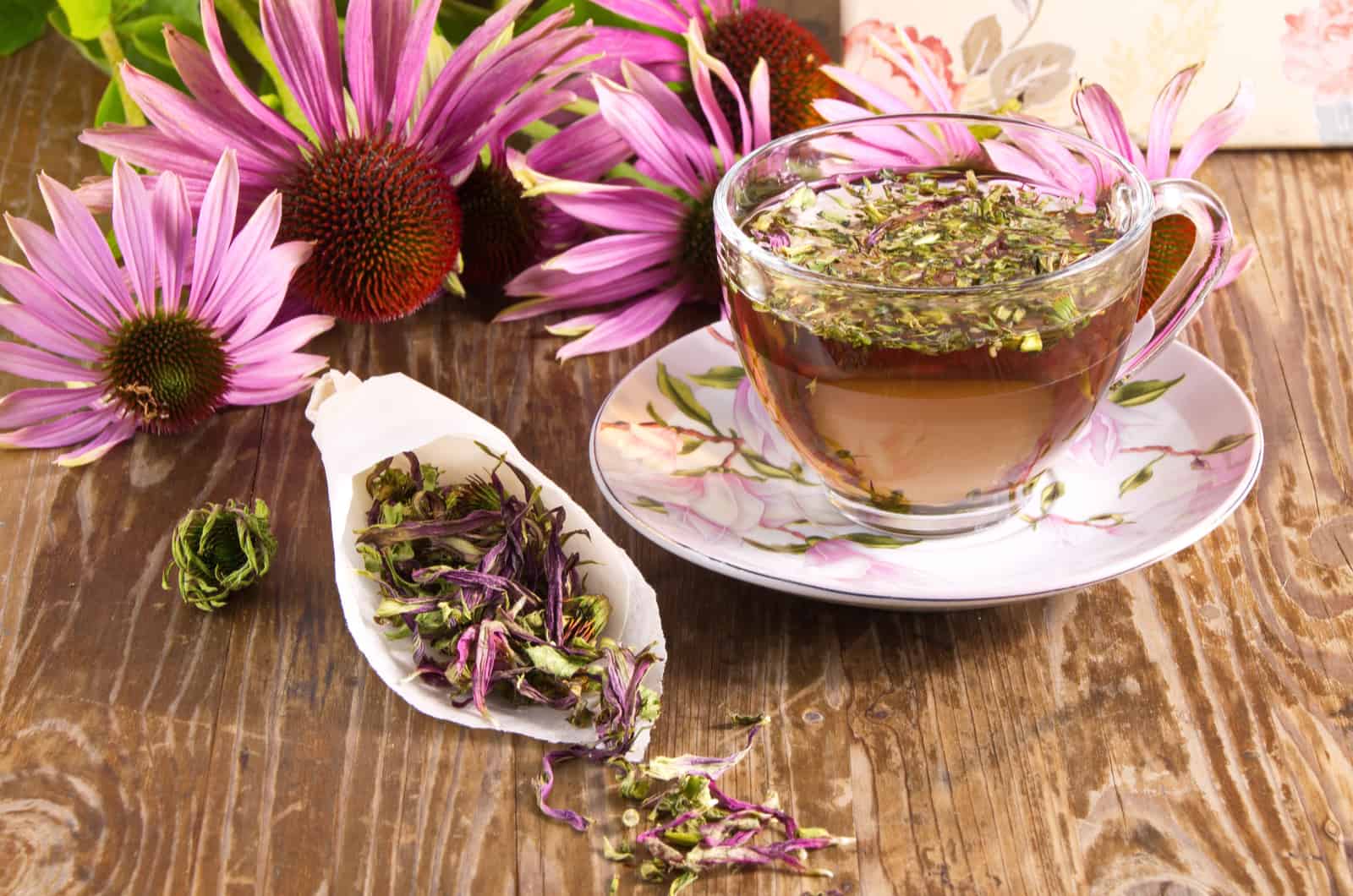 Tea drink with Echinacea purpurea 