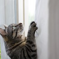 Cat climbing the curtains at home