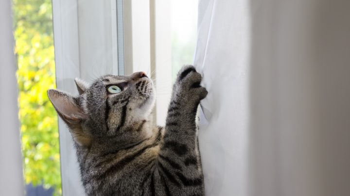 The 11 Best Cat Proof Curtains – Check It Out!