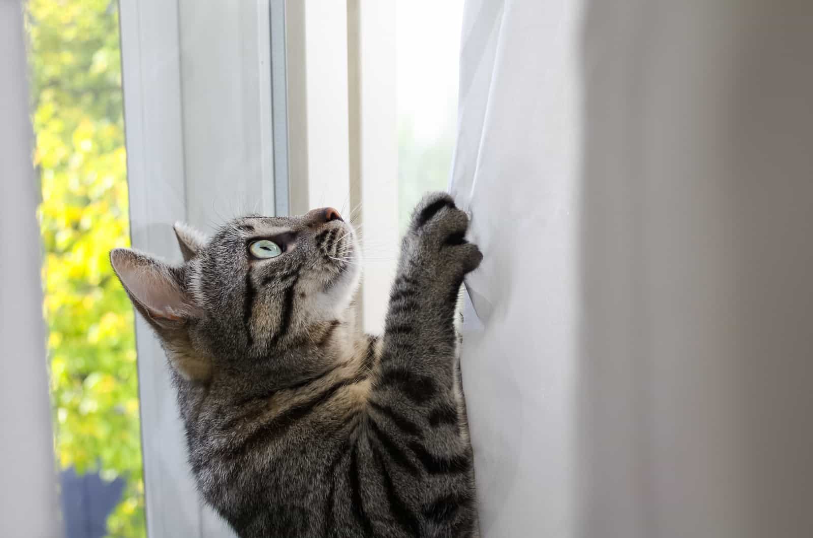 The 11 Best Cat Proof Curtains Check It Out   The 11 Best Cat Proof Curtains Check It Out 