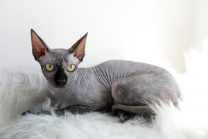 Grey Canadian mink point sphynx cat sitting on a furry blanket
