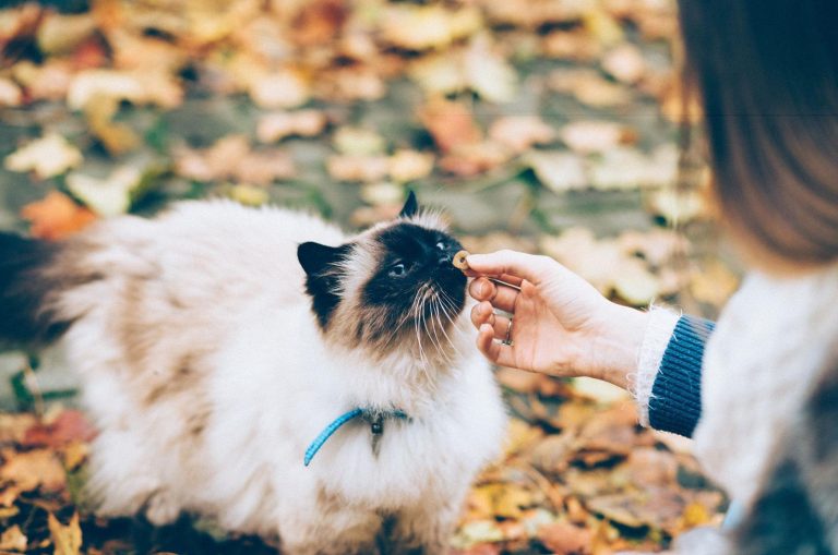 owner feeding Persian Cat