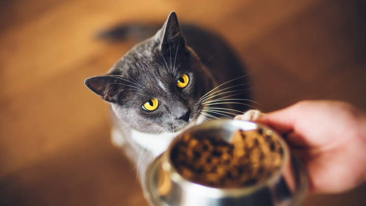 Top 5 Choices Of Homemade Cat Food To Gain Weight