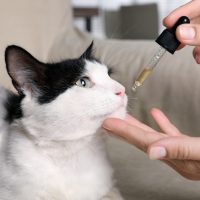 woman giving antibiotic to cat