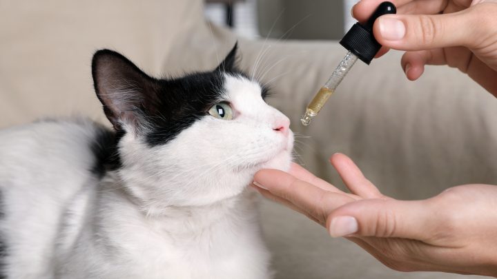 Top 9 Natural Home Remedy Antibiotics For Cats: User Guide