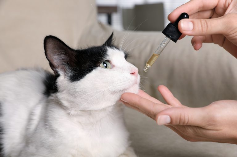 woman giving antibiotic to cat