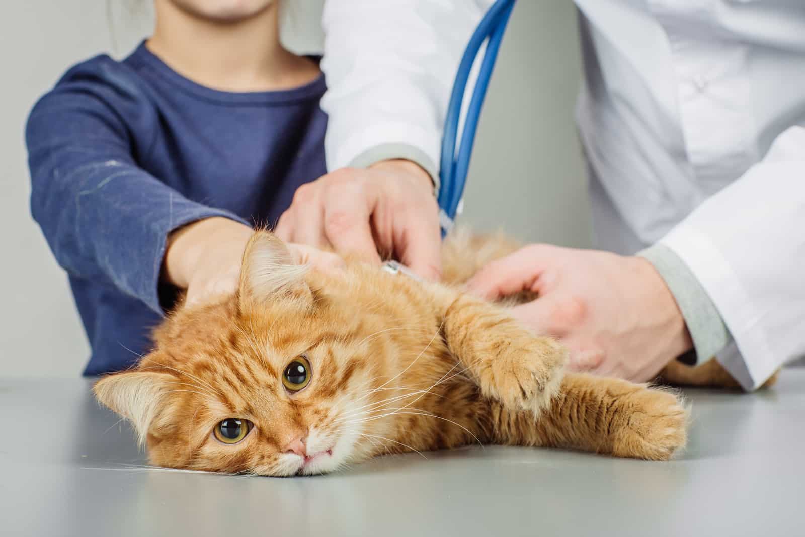 Veterinarian examining a kitten in animal hospital