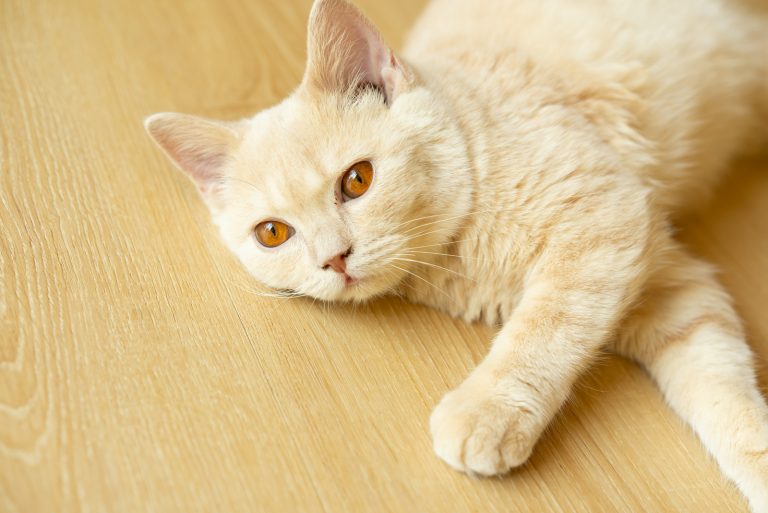 a beautiful yellow cat is lying down