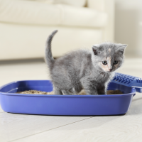 kitten with allergies using a litter box